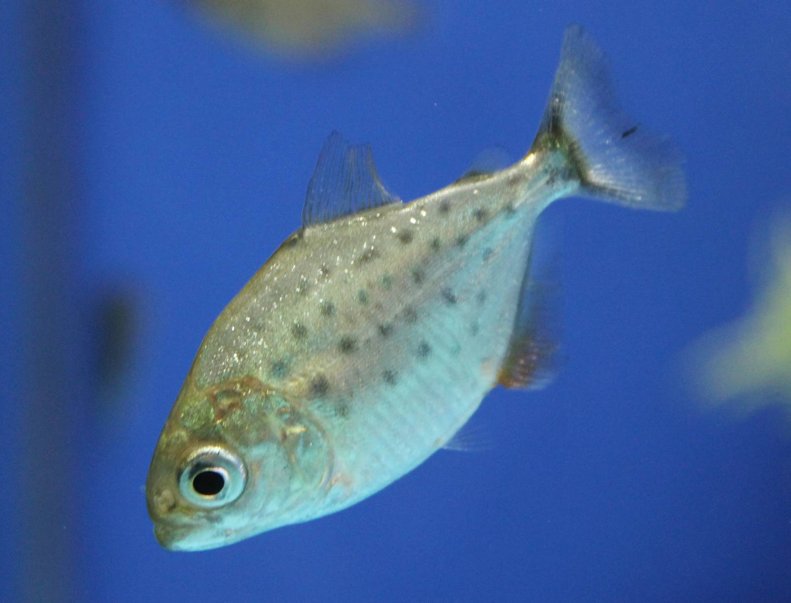 Juvinile Red-bellied piranha