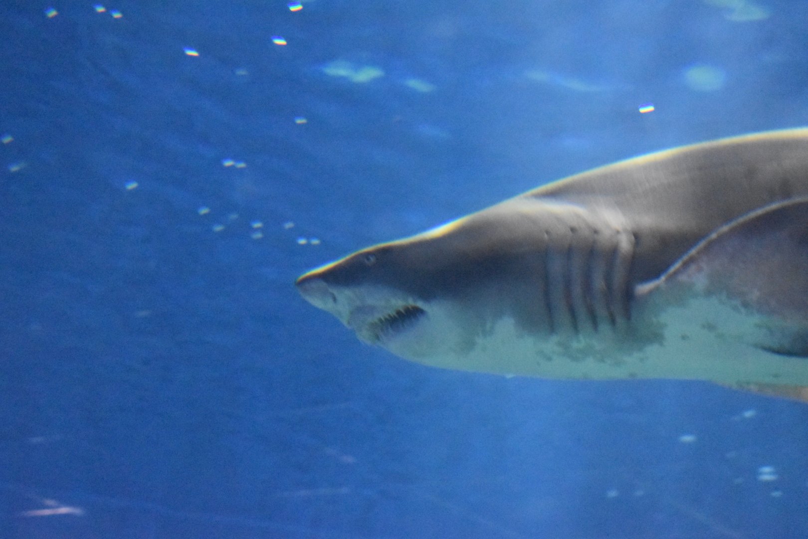 Juvinile Sand Tiger Shark ~ August 26th 2022