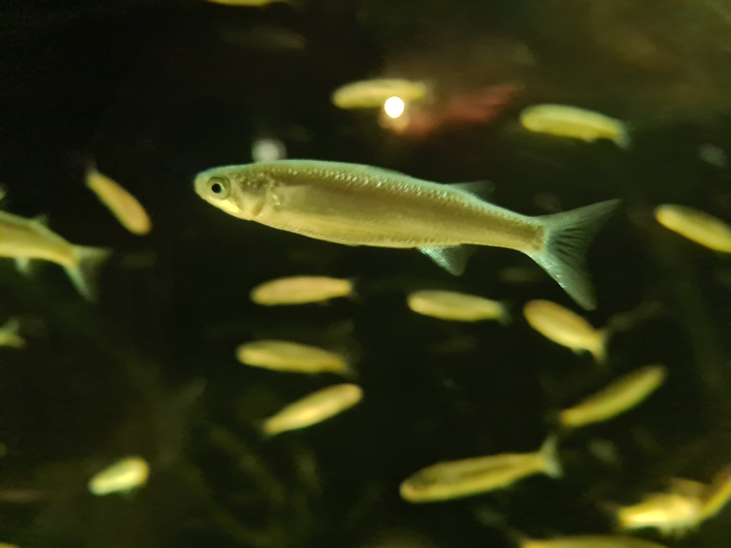 Juvinile Thicklip grey mullet