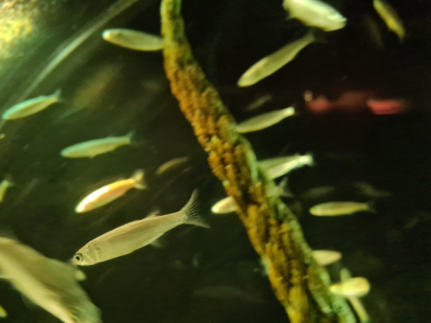 Juvinile Thicklip grey mullets