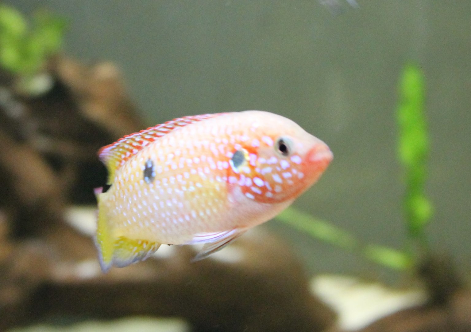 Juwel cichlid