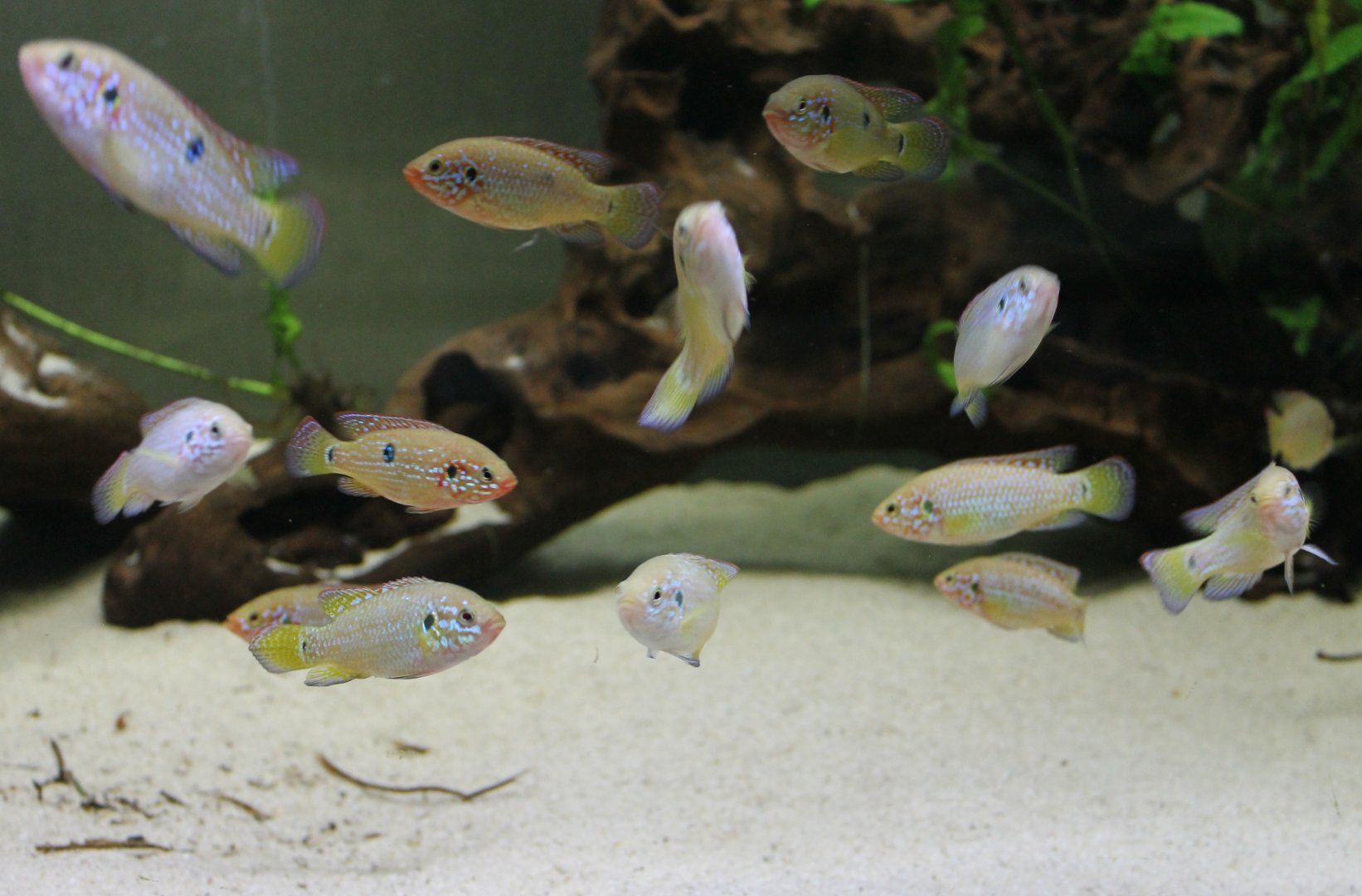 Juwel-cichlids