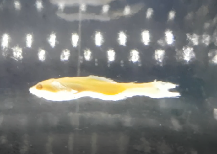 Juwel lampionfish - Lampanyctus crocodilus