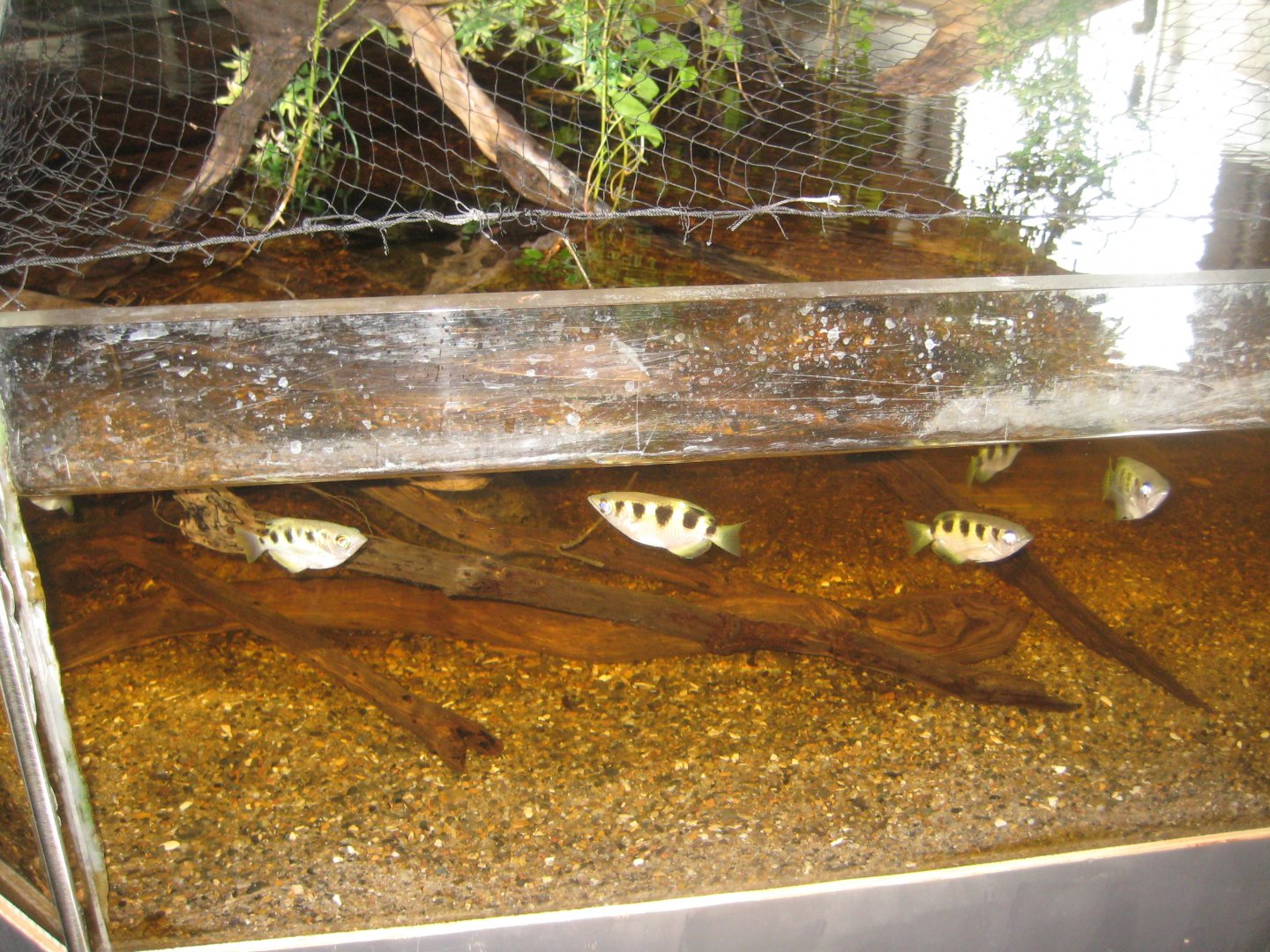 JyllandsAkvariet - Archerfish tank