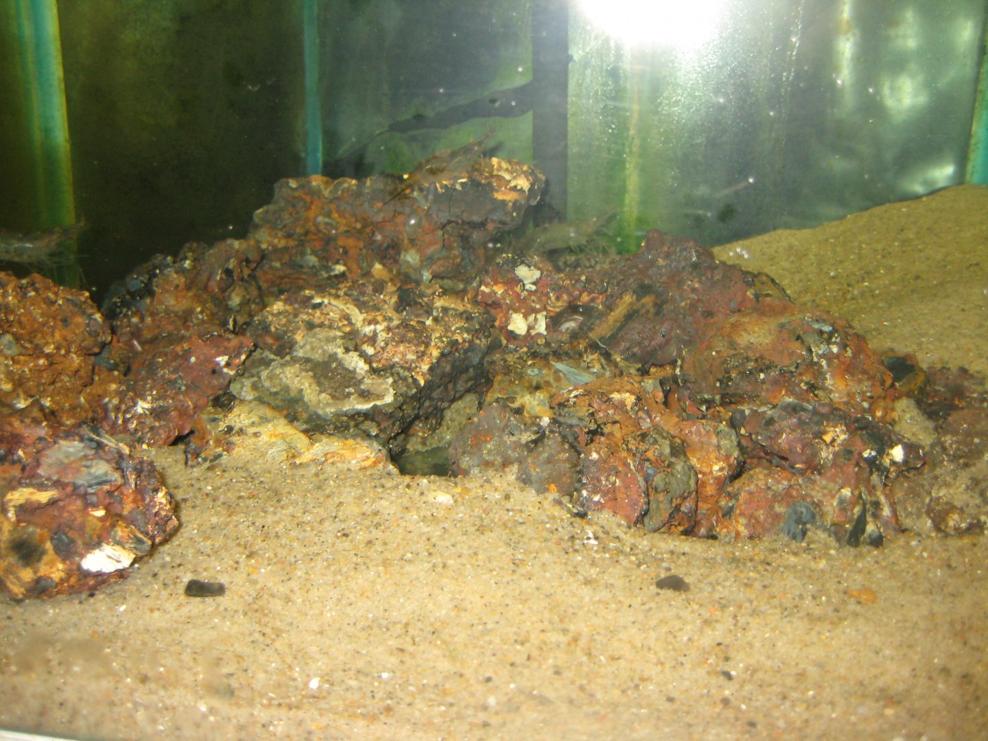 JyllandsAkvariet - Baltic prawn tank