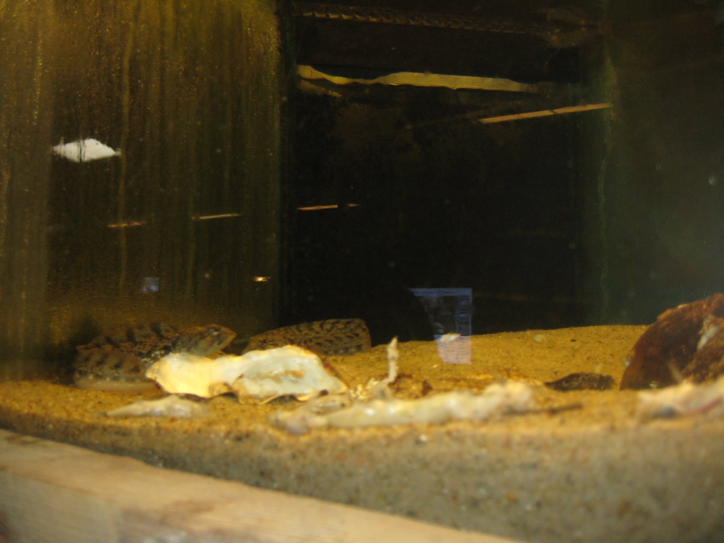 JyllandsAkvariet - Butterfish tank