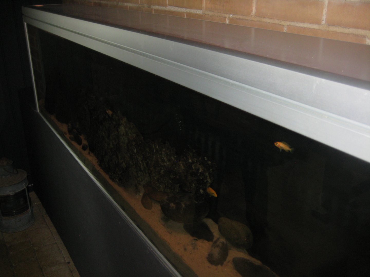 JyllandsAkvariet - Cichlid tank