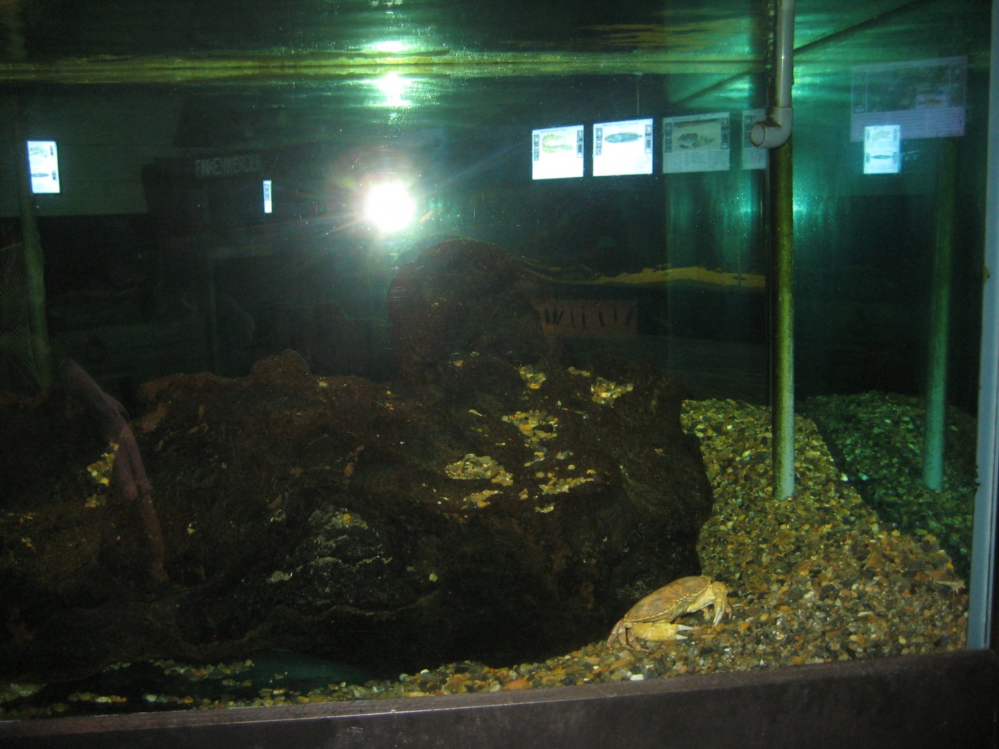 JyllandsAkvariet - Conger tank