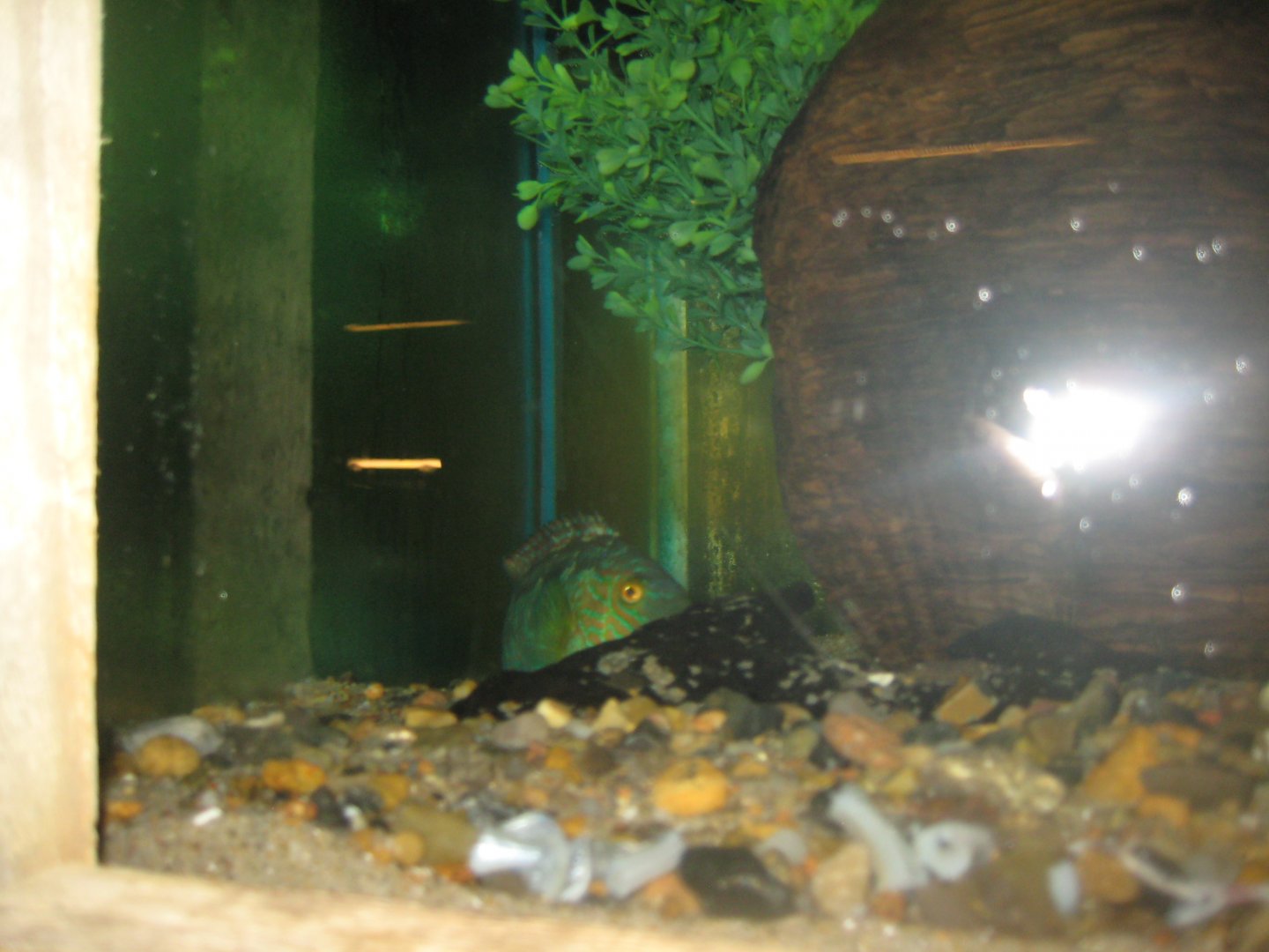 JyllandsAkvariet - Corkwing wrasse tank