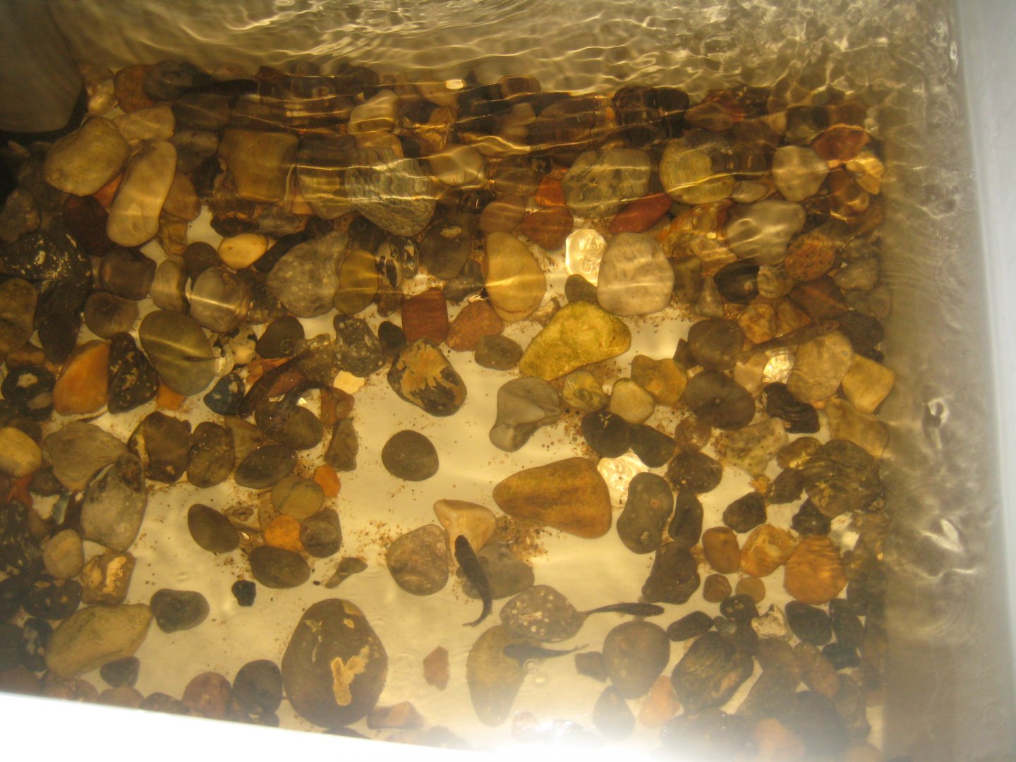 JyllandsAkvariet - Doctorfish tank