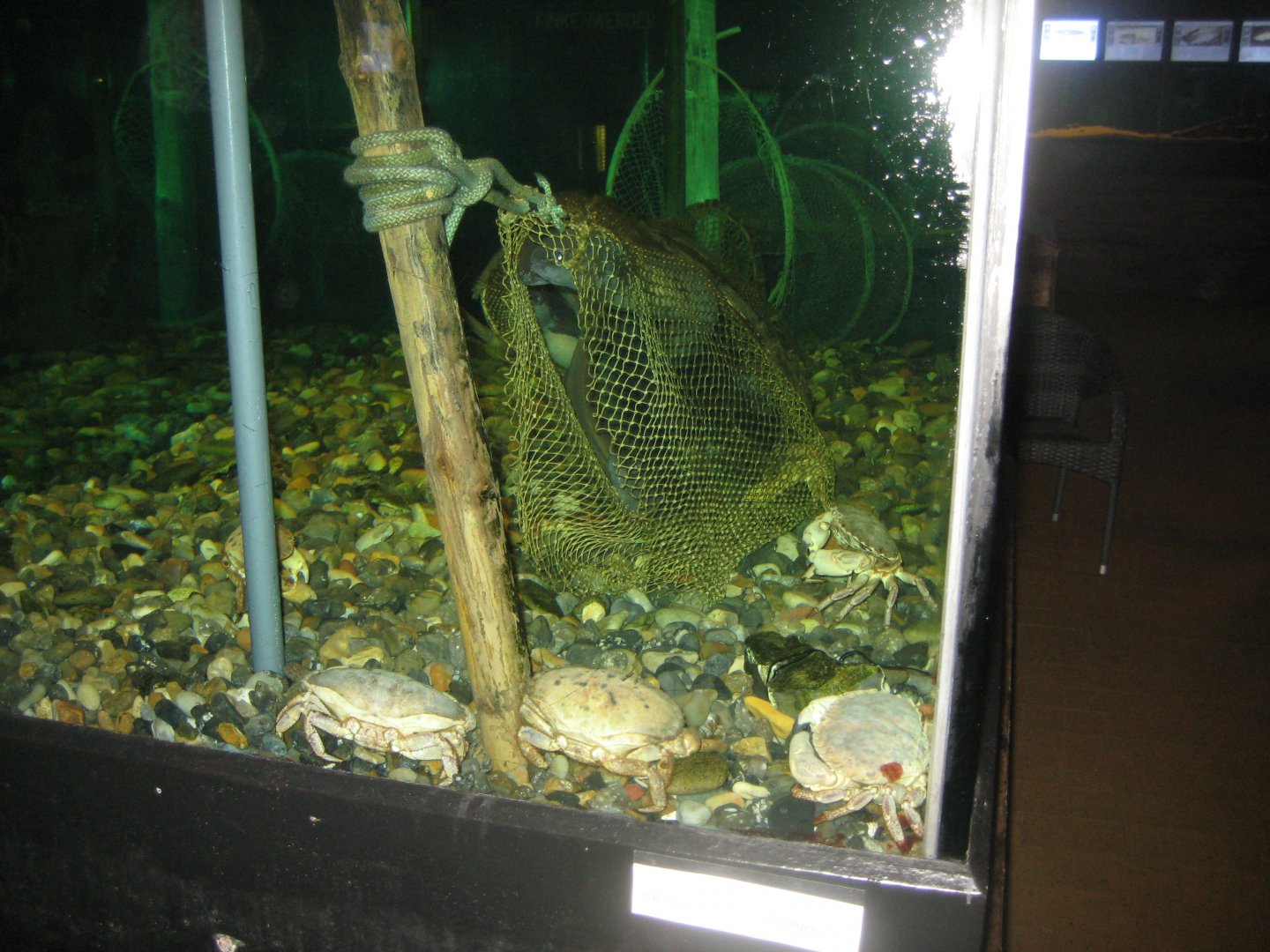 JyllandsAkvariet - Eel tank