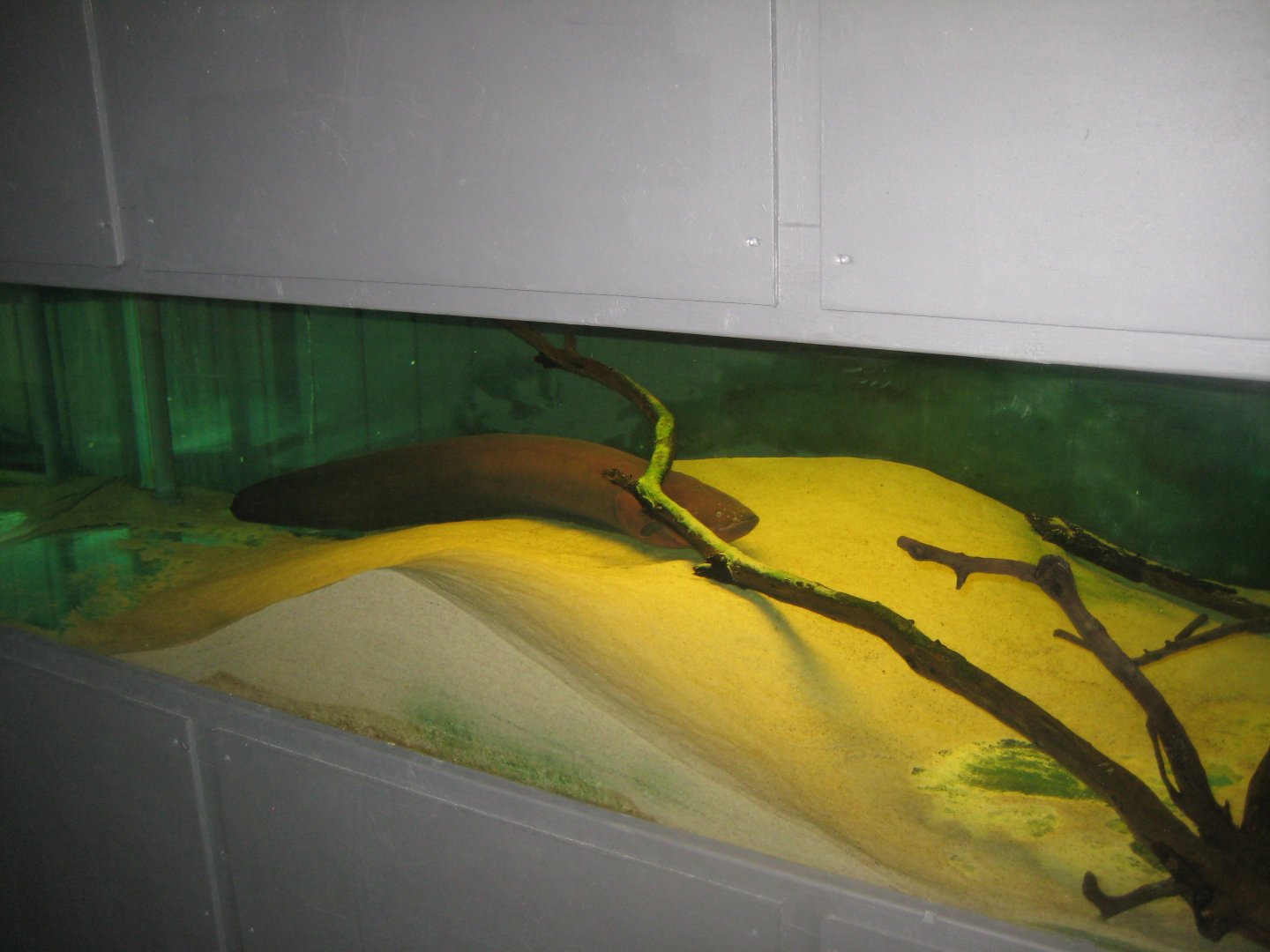 JyllandsAkvariet - Electric eel tank