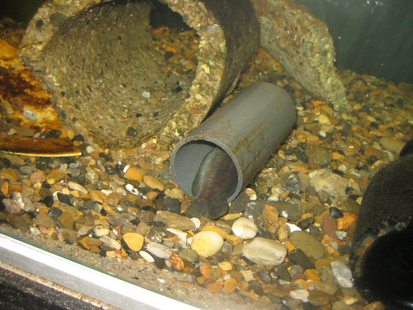 JyllandsAkvariet - Five-bearded rockling tank