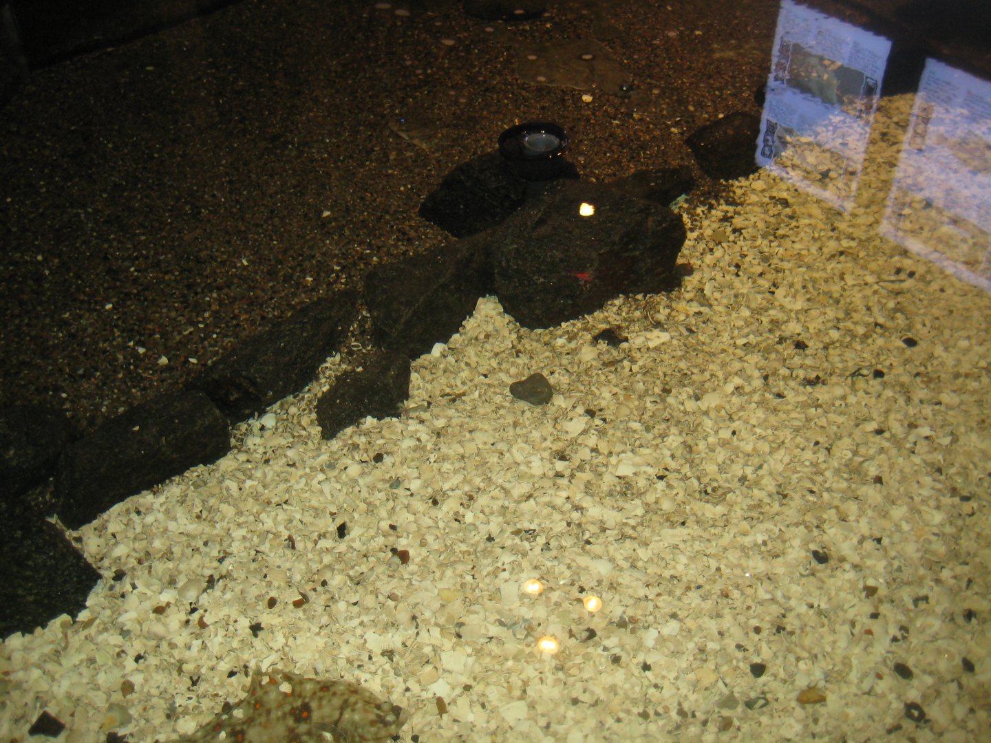 JyllandsAkvariet - Flatfish pool