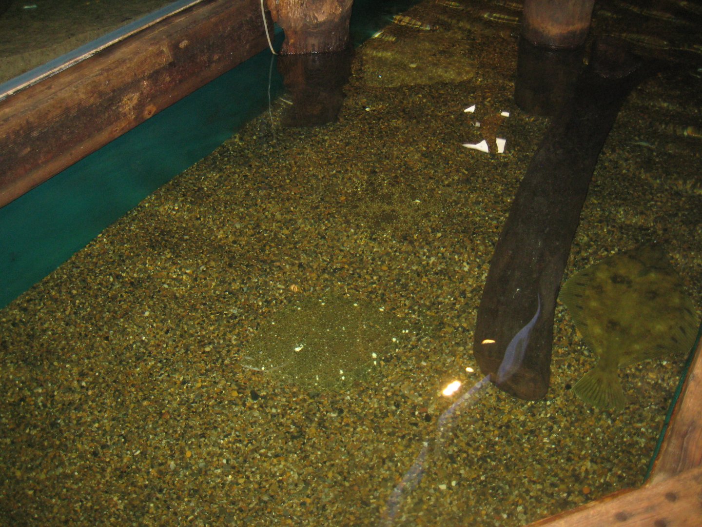 JyllandsAkvariet - Flatfish tank