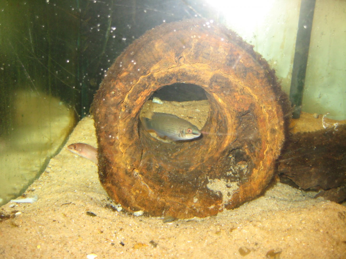 JyllandsAkvariet - Goldsinny wrasse tank