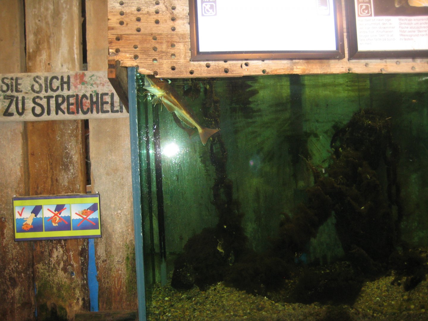 JyllandsAkvariet - Gurnard tank