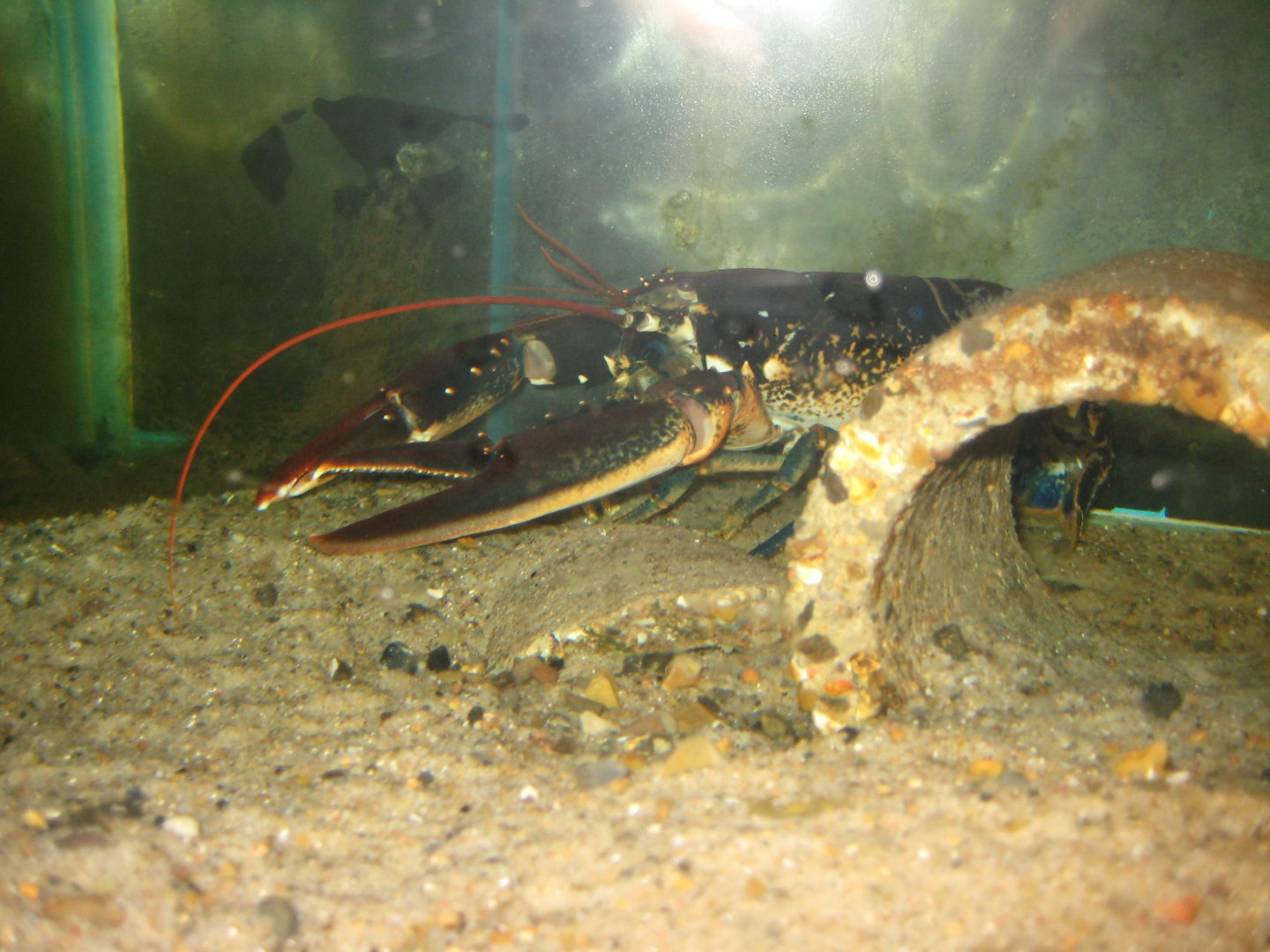 JyllandsAkvariet - Lobster tank