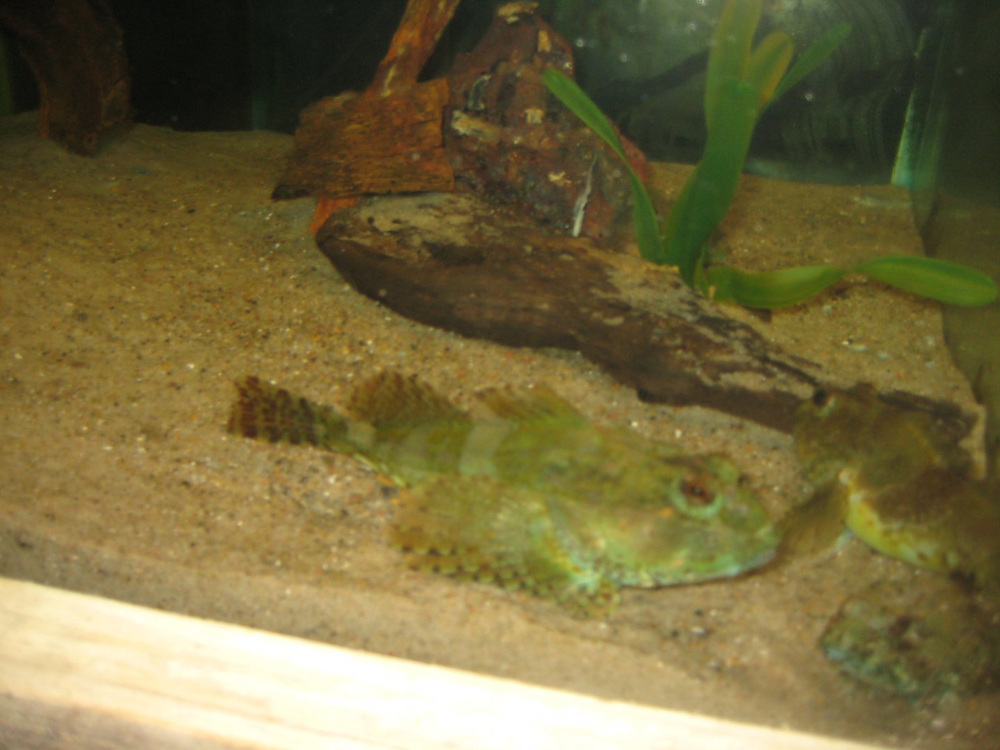 JyllandsAkvariet - Long-spined bullhead tank