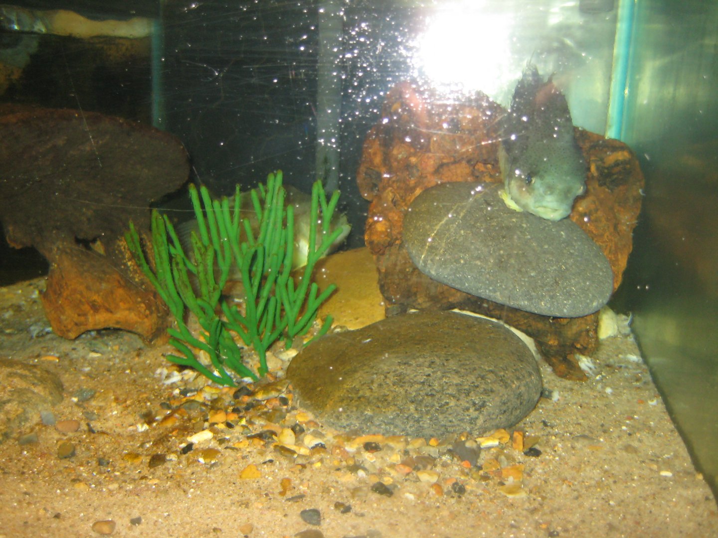 JyllandsAkvariet - Lumpfish tank