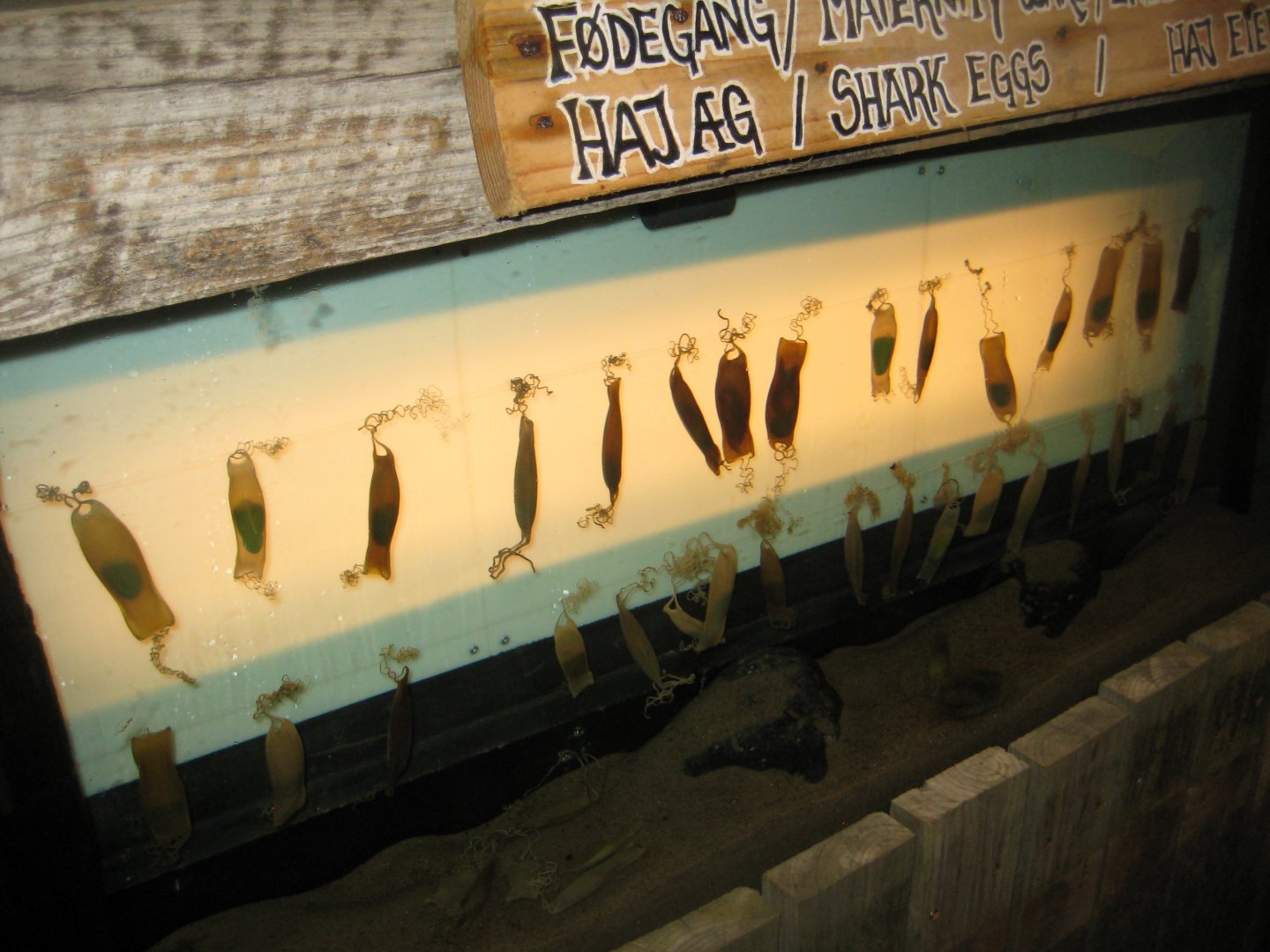 JyllandsAkvariet - "Maternity ward"