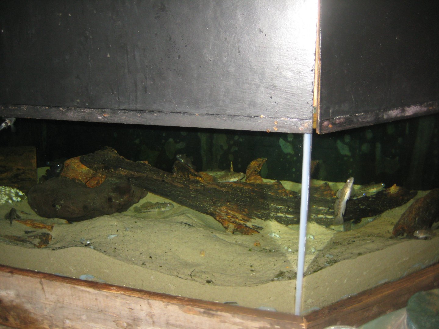 JyllandsAkvariet - Mixed tank