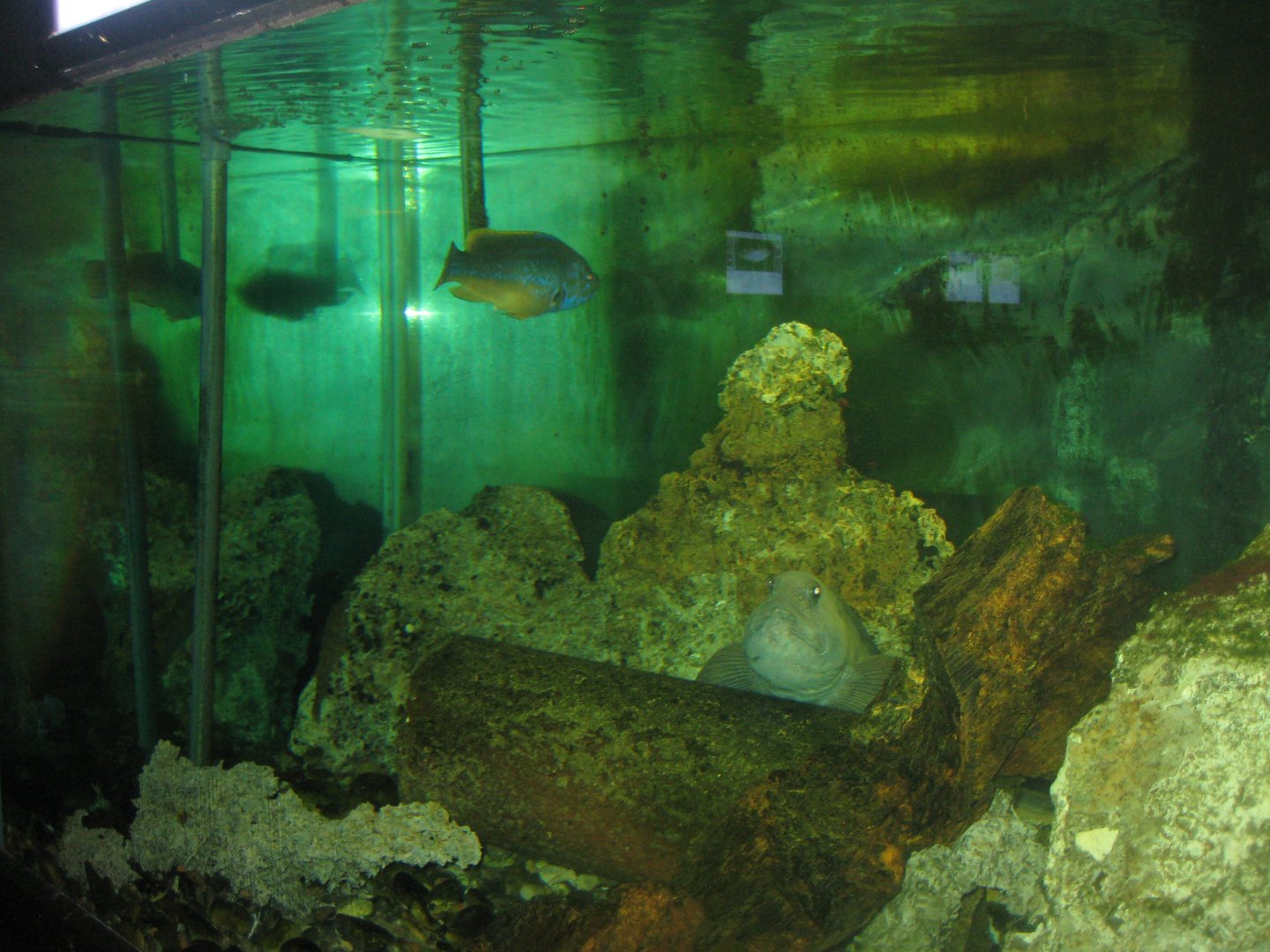 JyllandsAkvariet - Mixed tank