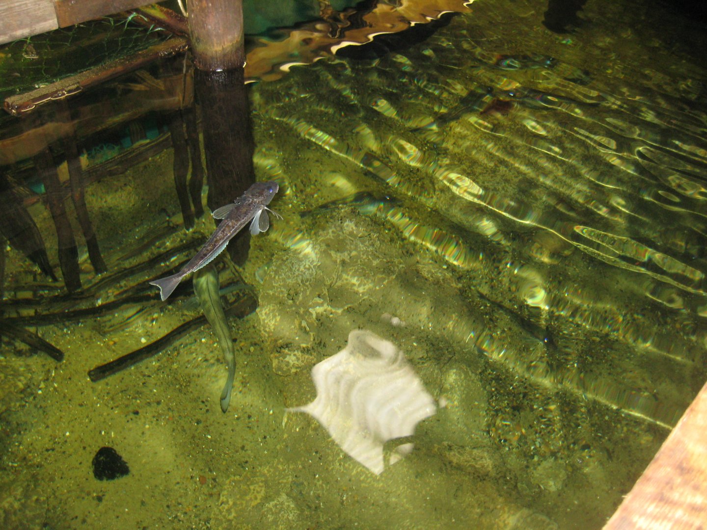 JyllandsAkvariet - Mixed tank