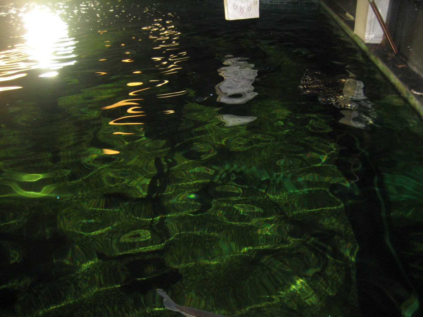 JyllandsAkvariet - Ocean tank