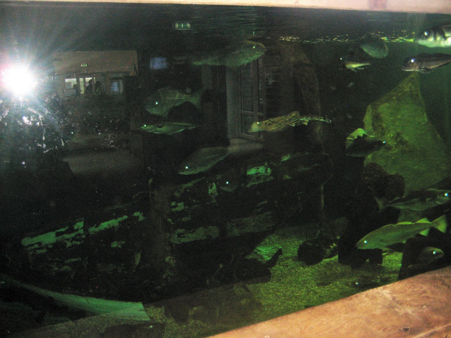 JyllandsAkvariet - Ocean tank