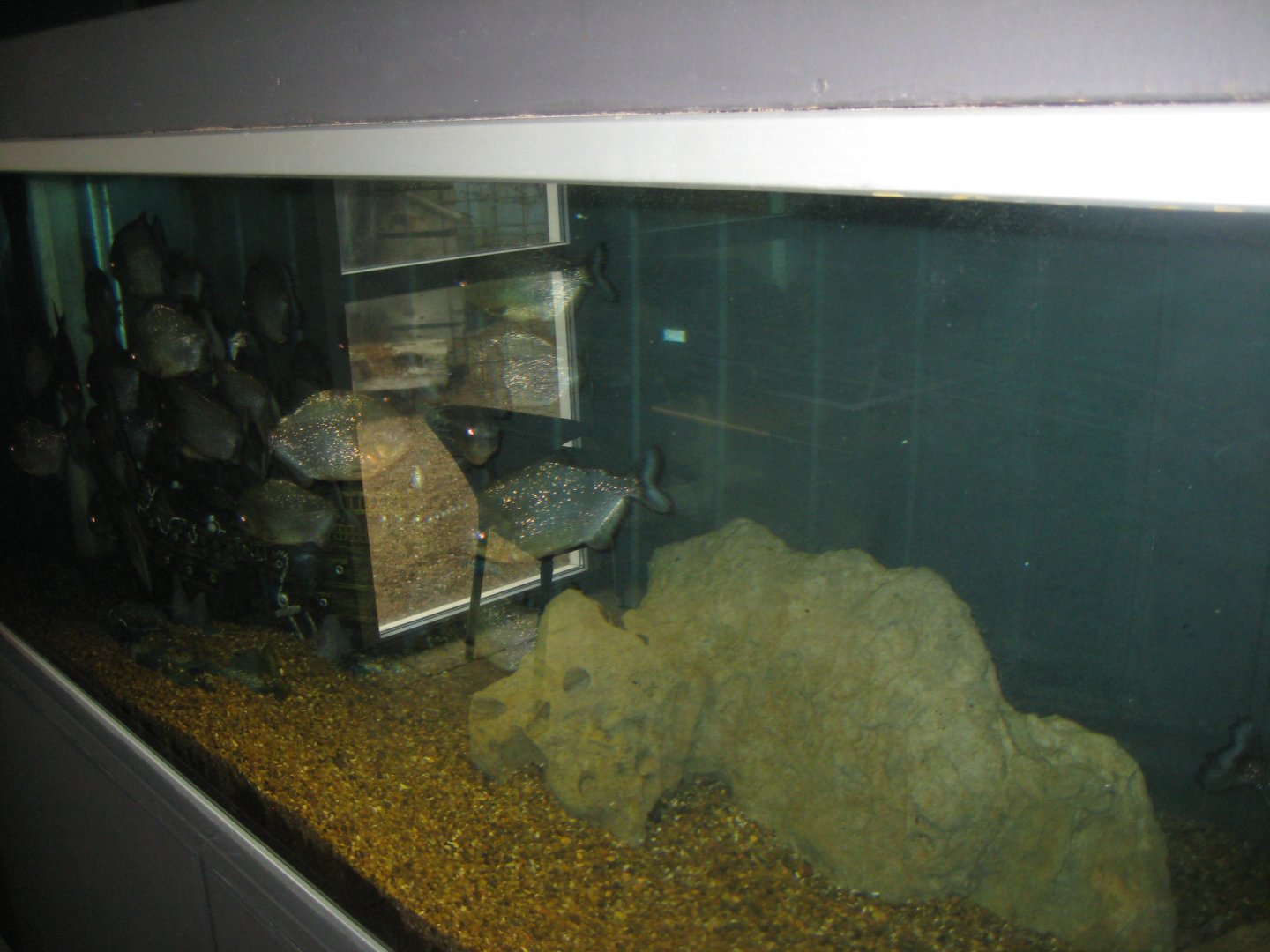 JyllandsAkvariet - Piranha tank