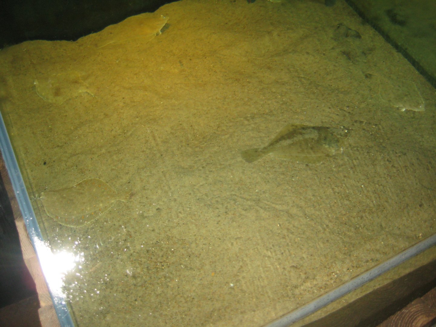 JyllandsAkvariet - Plaice tank