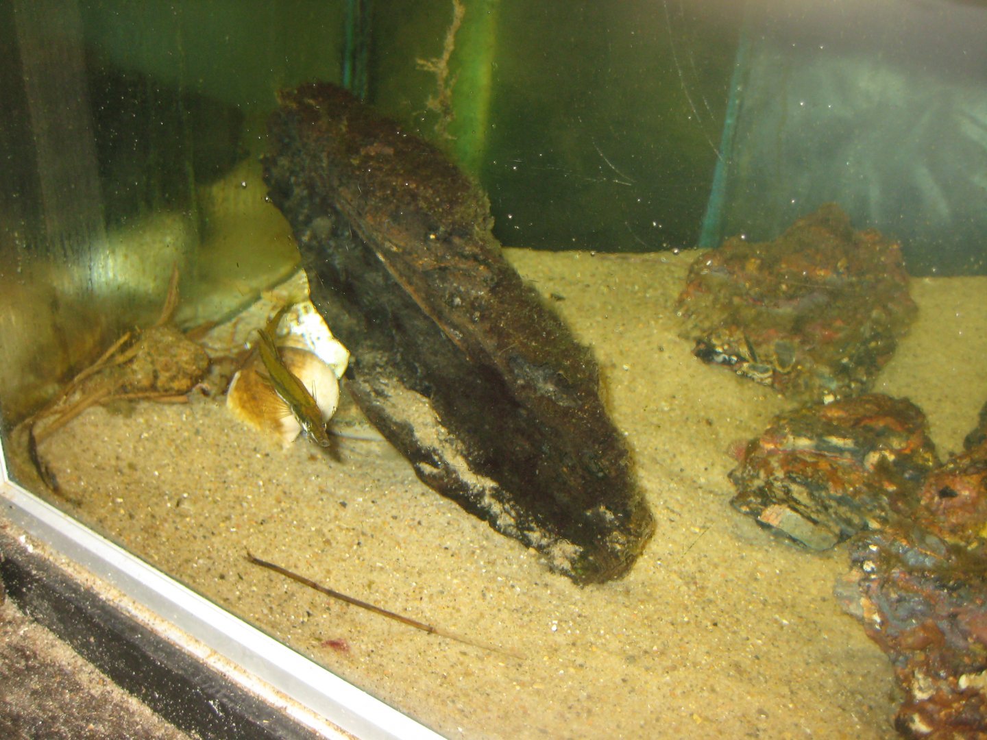 JyllandsAkvariet - Sea stickleback tank