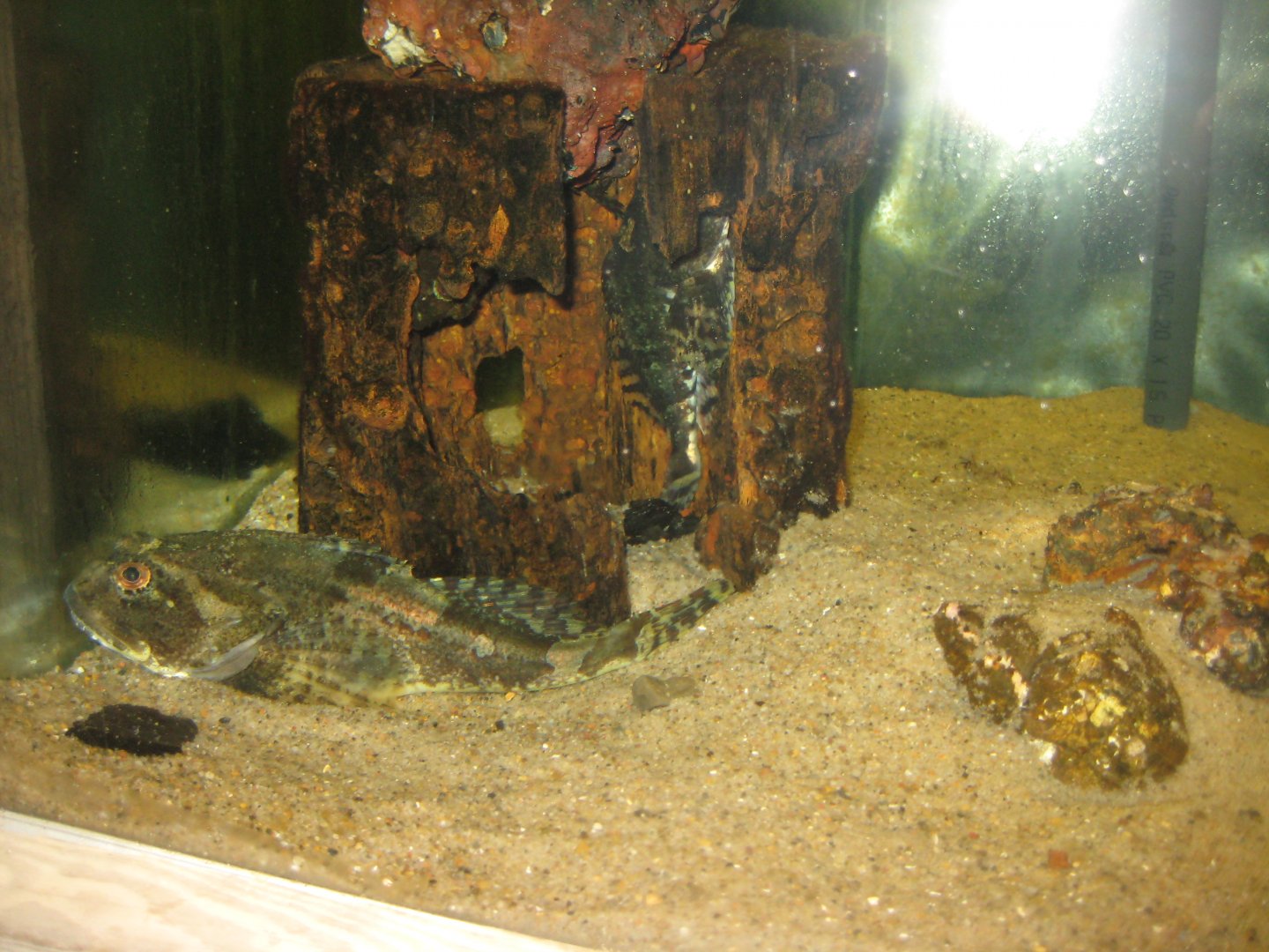 JyllandsAkvariet - Shorthorn sculpin tank