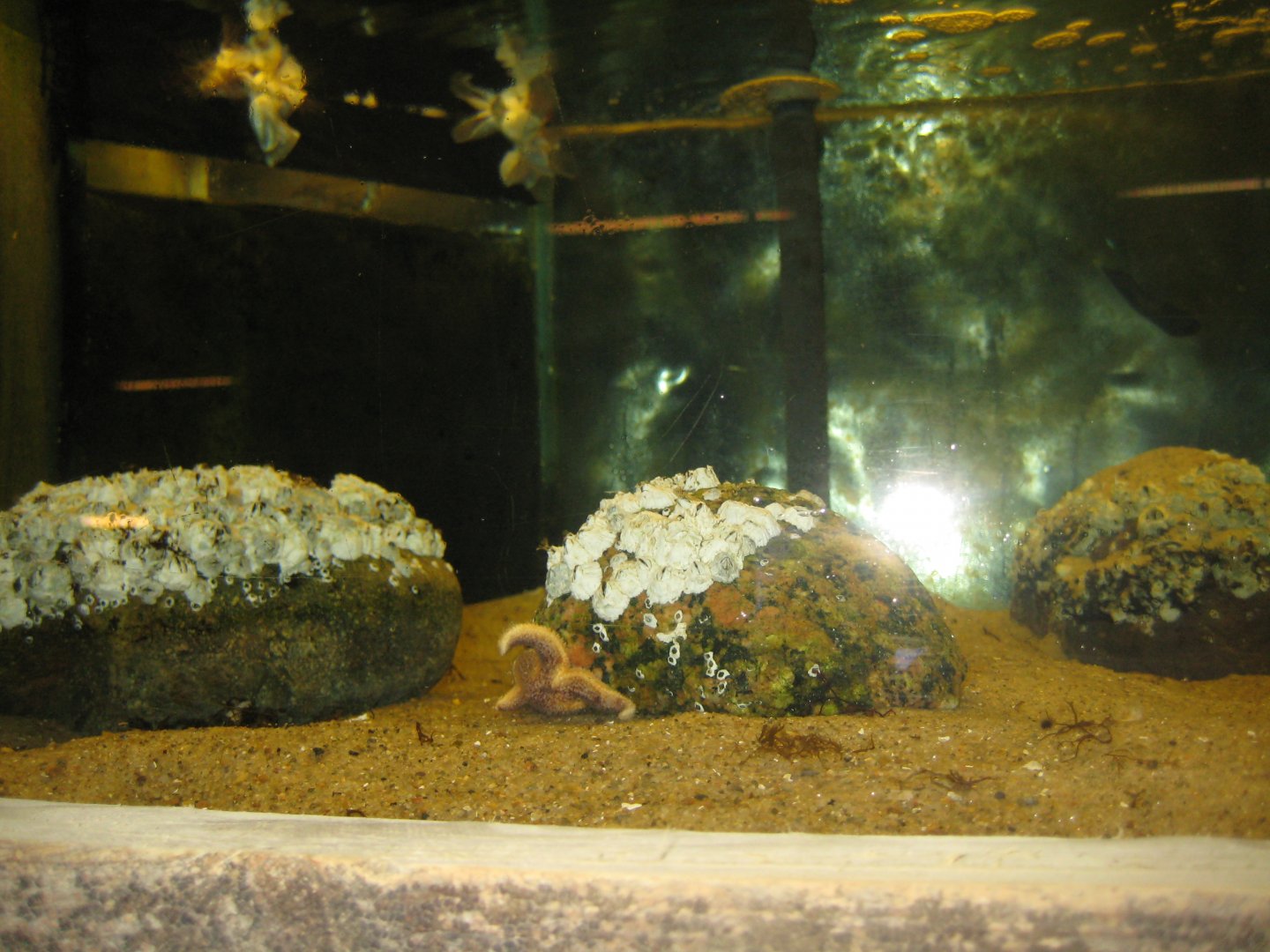 JyllandsAkvariet - Starfish tank
