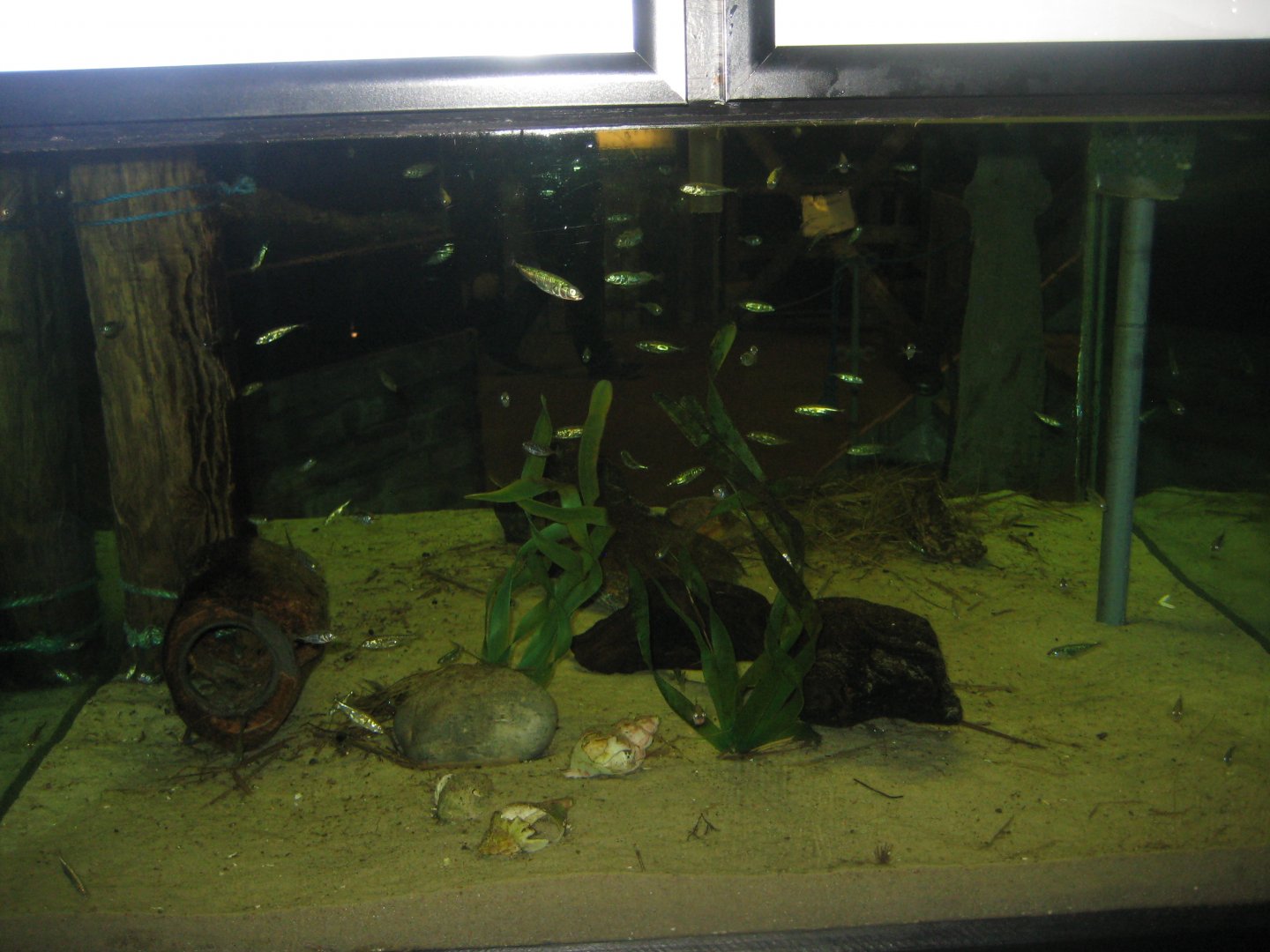 JyllandsAkvariet - Stickleback tank
