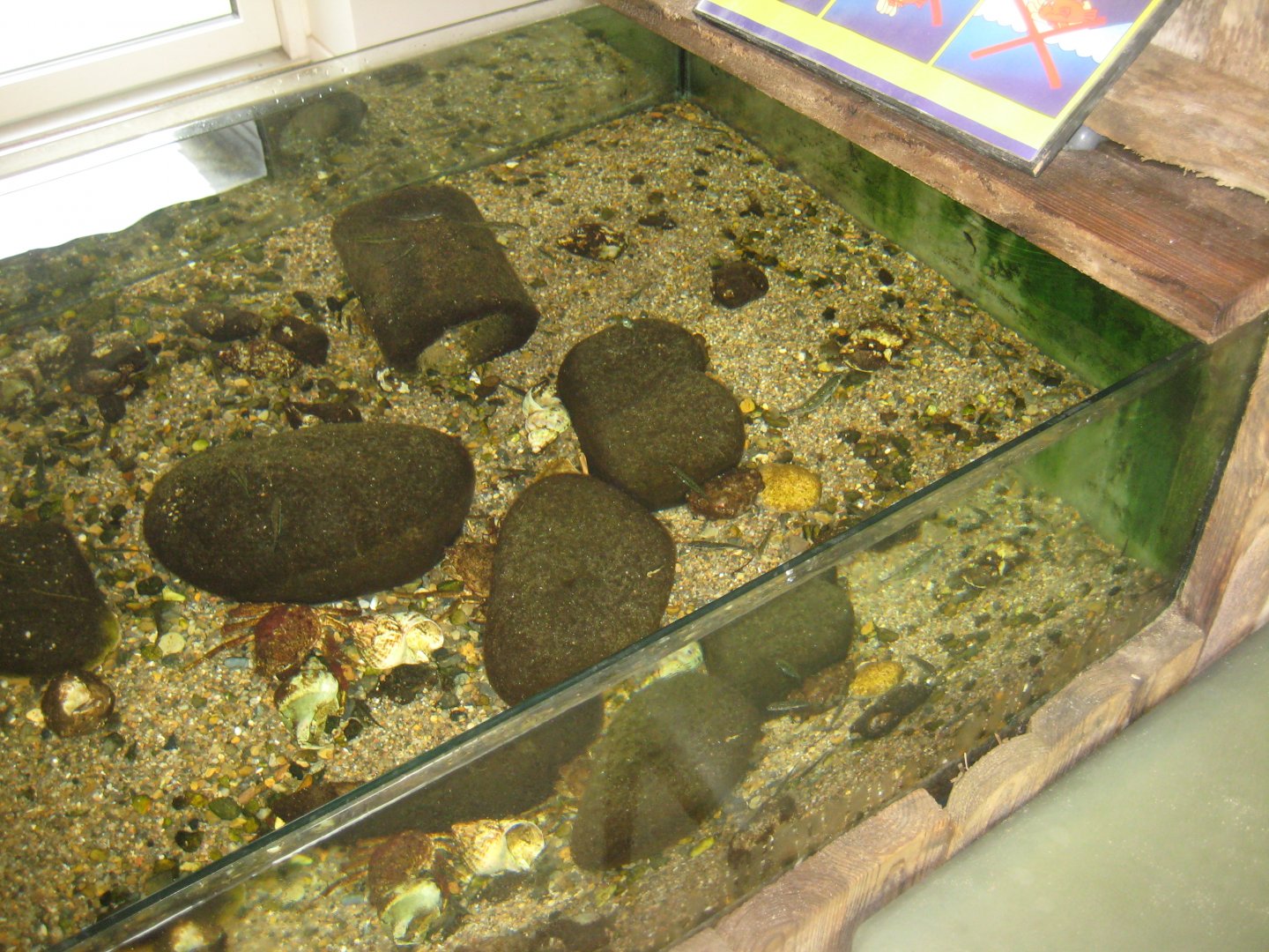 JyllandsAkvariet - Touch pool