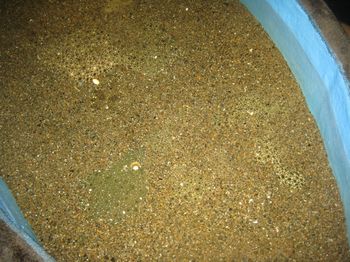 JyllandsAkvariet - Touch pool