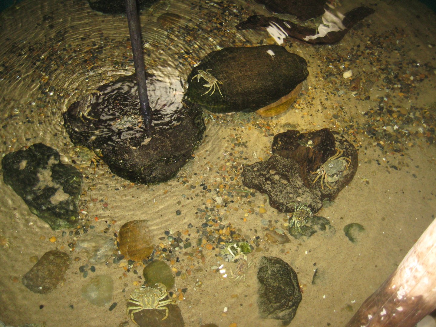 JyllandsAkvariet - Touch pool