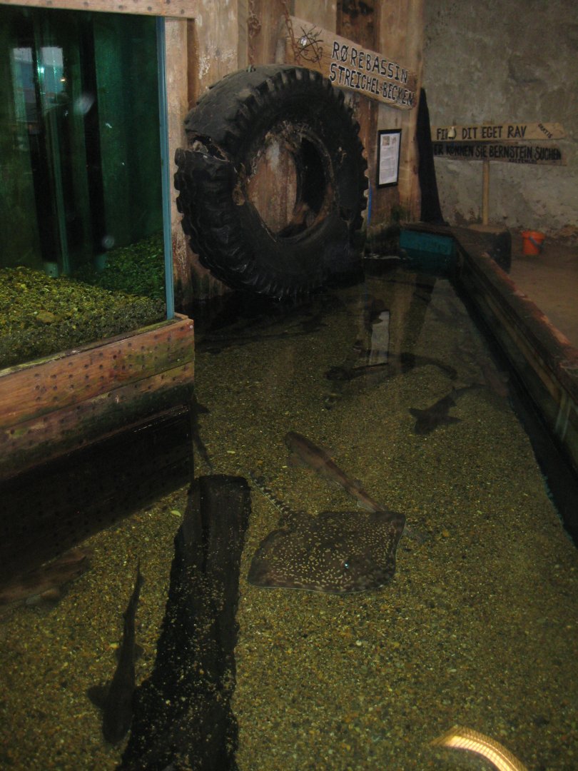 JyllandsAkvariet - Touch pool