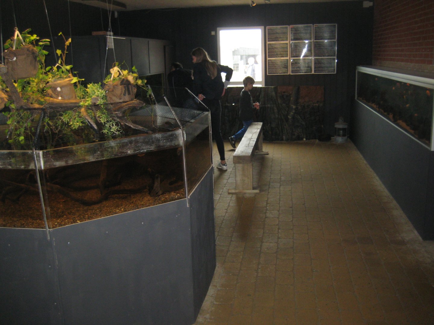 JyllandsAkvariet - Tropical exhibition