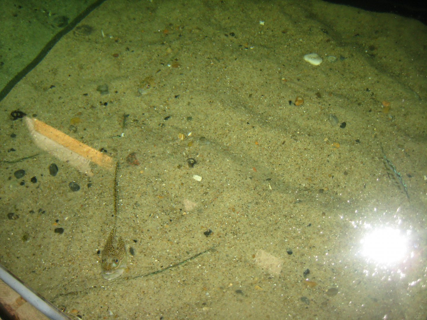 JyllandsAkvariet - Weever tank