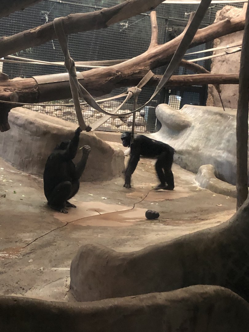 "K2" and "Murph" the Bonobos