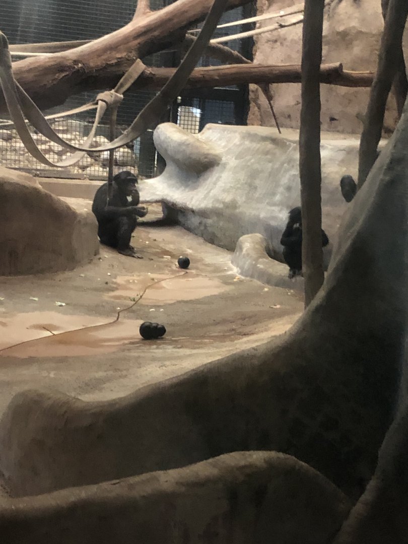 "K2" and "Qasai" the Bonobos