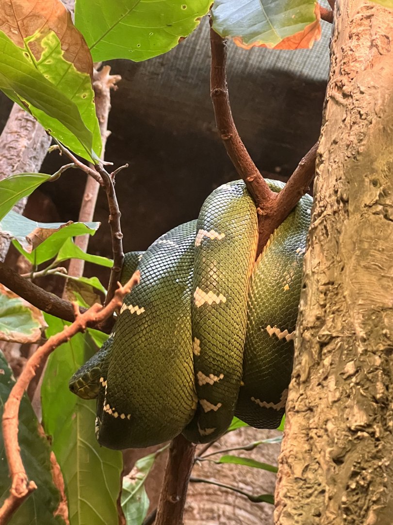Kaa the emerald tree boa