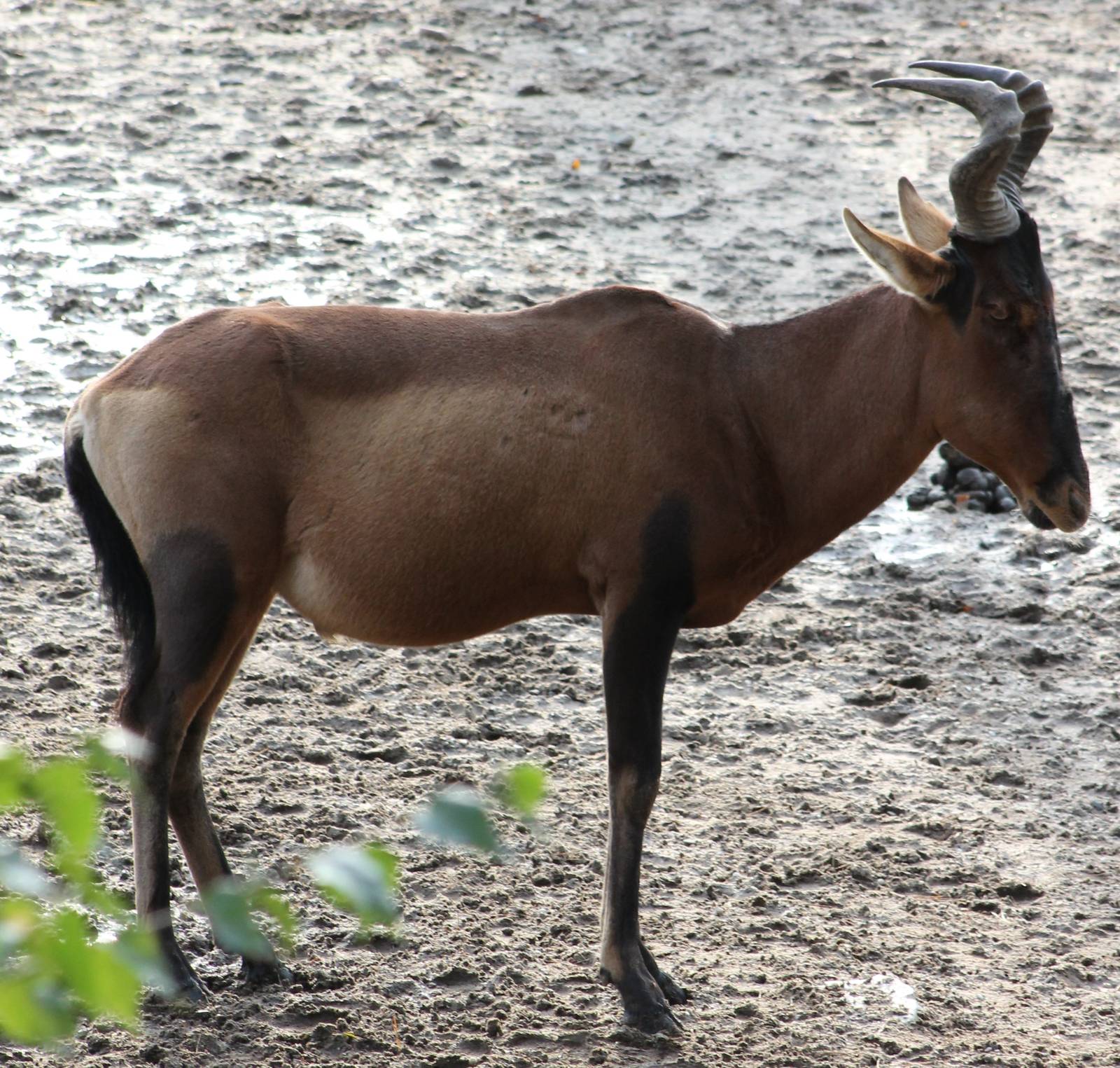 Kaama hartebeest