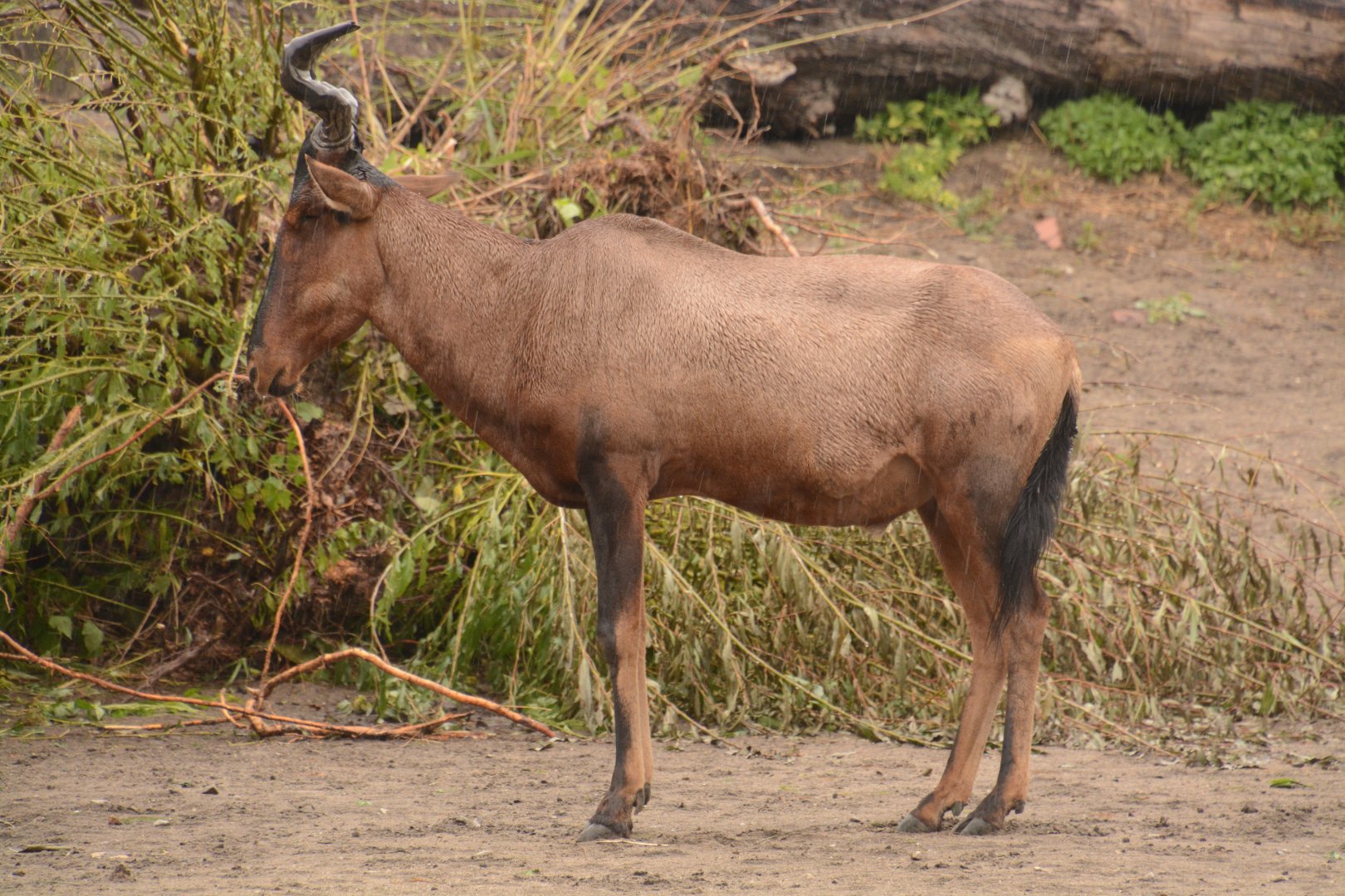 Kaama Hartebeest