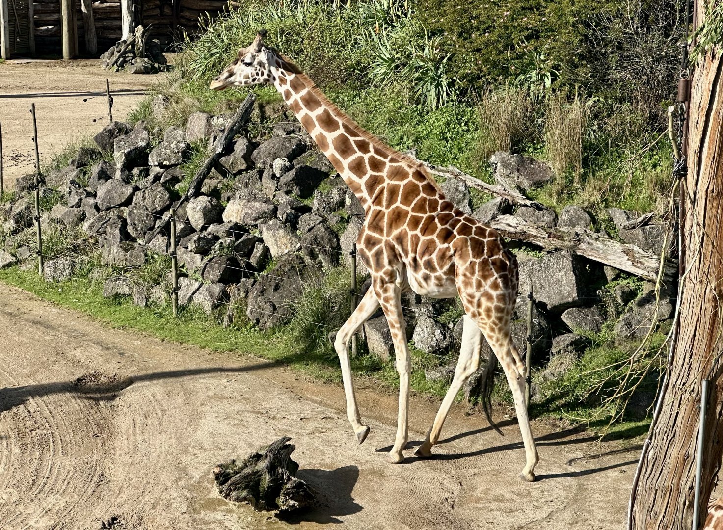 Kabili (Freemartin Twin Giraffe)