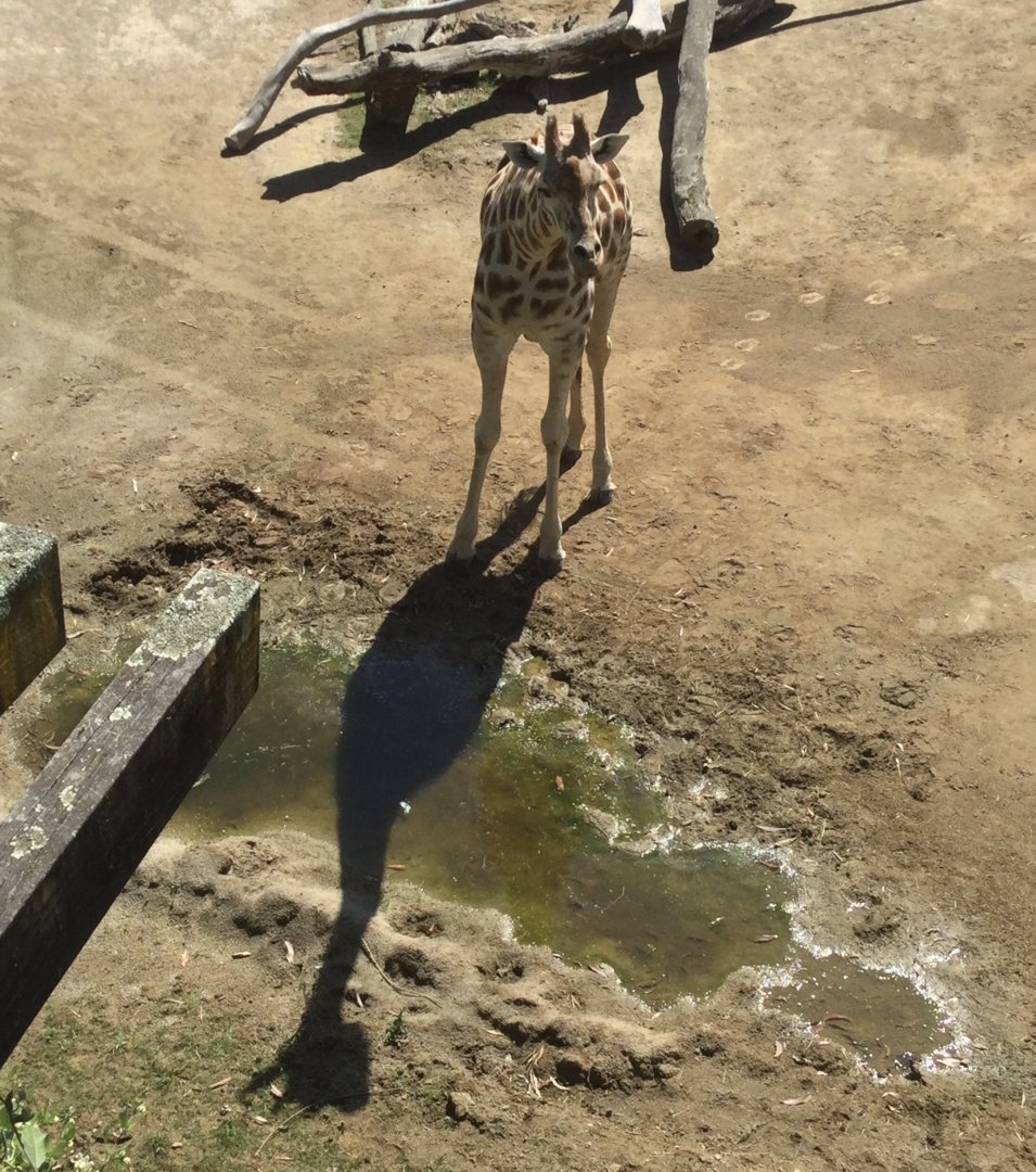 Kabili (Giraffe Twin)