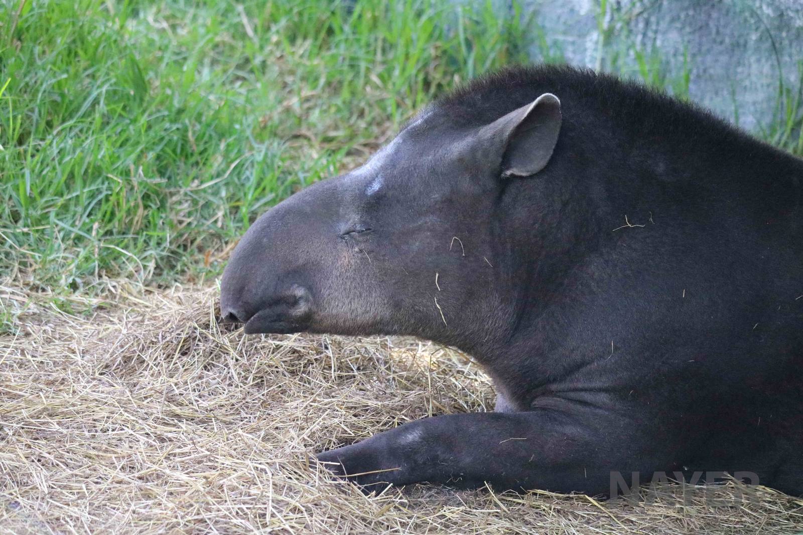 Kabomani(??) tapir, March 2016